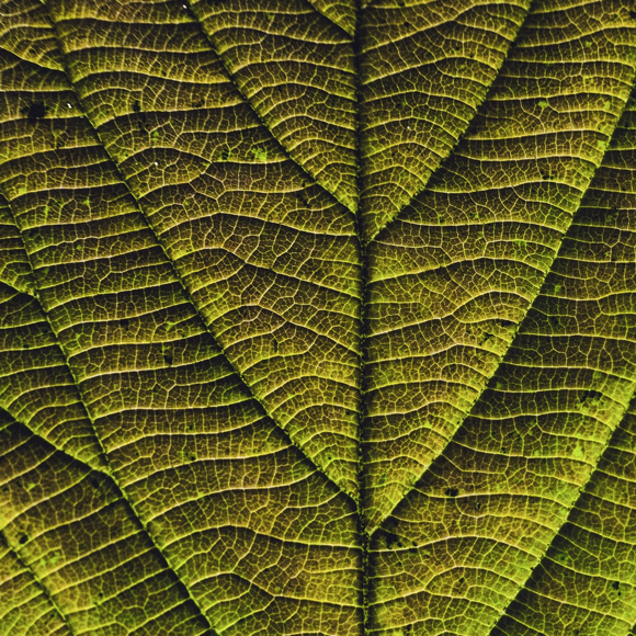 DFSVC Image
