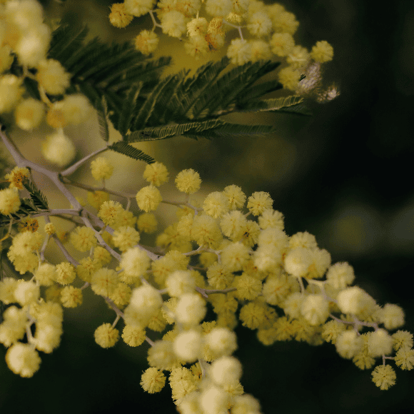 Wattle branch macro image with dark background
